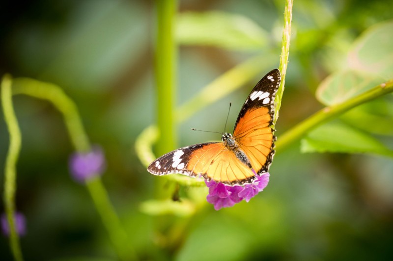 Fleur_papillon_H001
