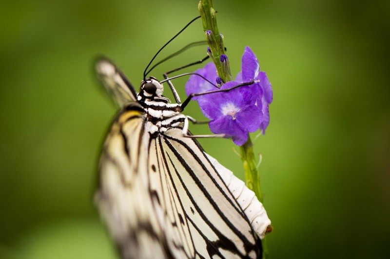 Fleur_papillon_H002