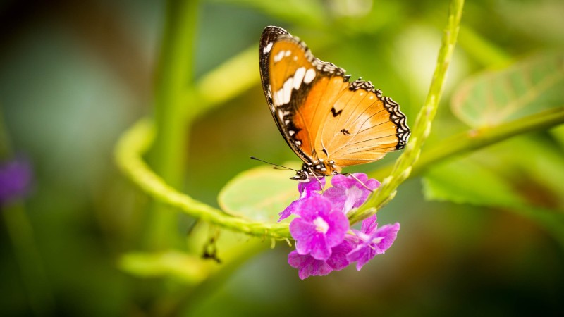 Fleur_papillon_H003