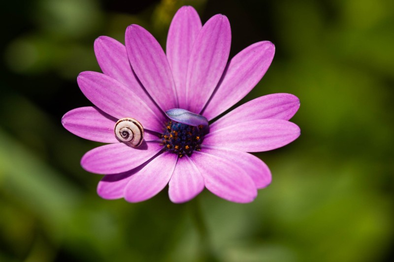 Fleur_papillon_H004