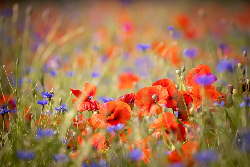 Fleur_papillon_H008
