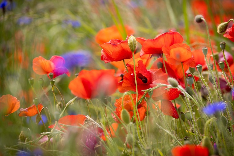 Fleur_papillon_H009
