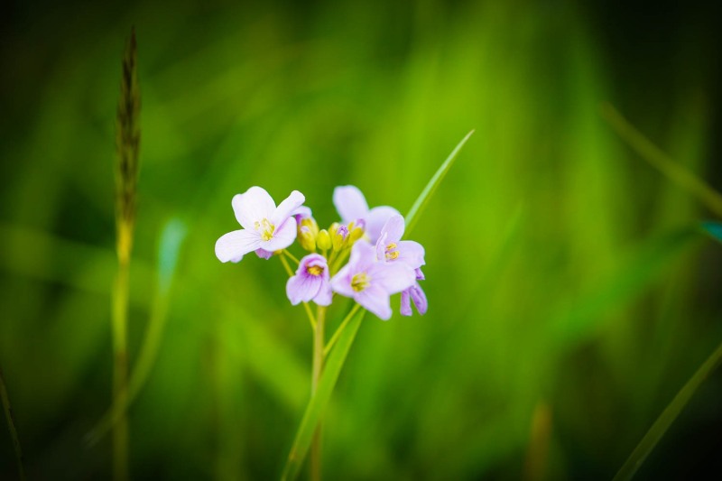Fleur_papillon_H010