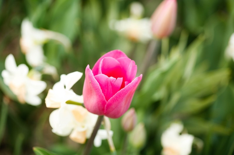 Fleur_papillon_H011
