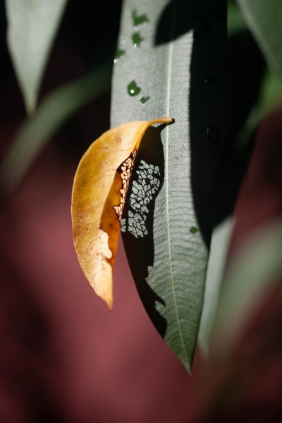 Fleur_papillon_H013
