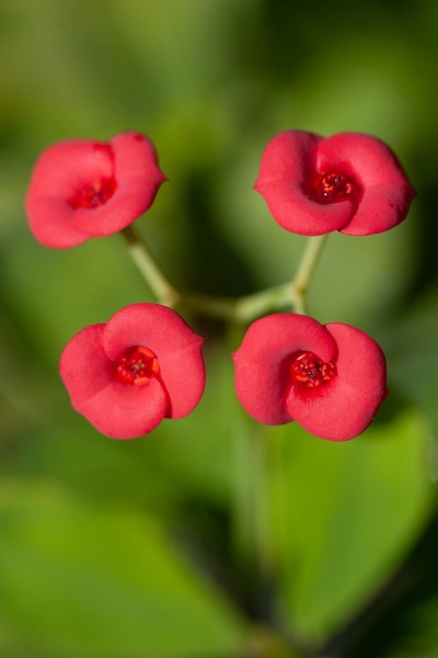 Fleur_papillon_H014