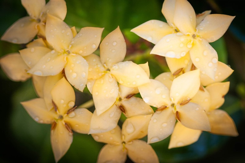 Fleur_papillon_H015