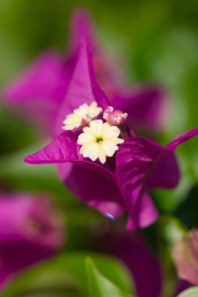 Fleur_papillon_H016