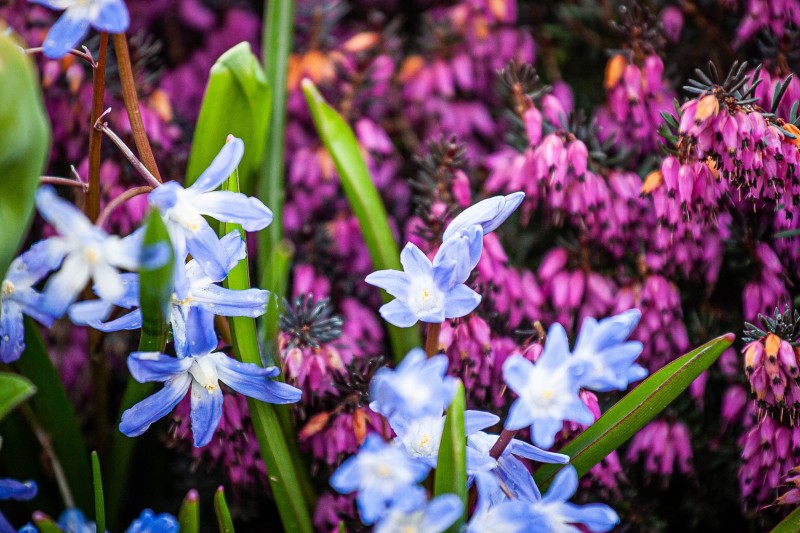 Fleur_papillon_H019