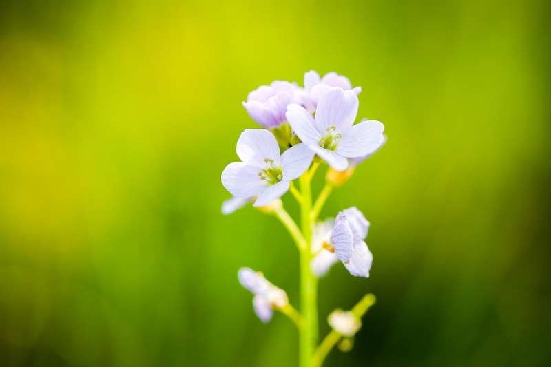 Fleur_papillon_H020