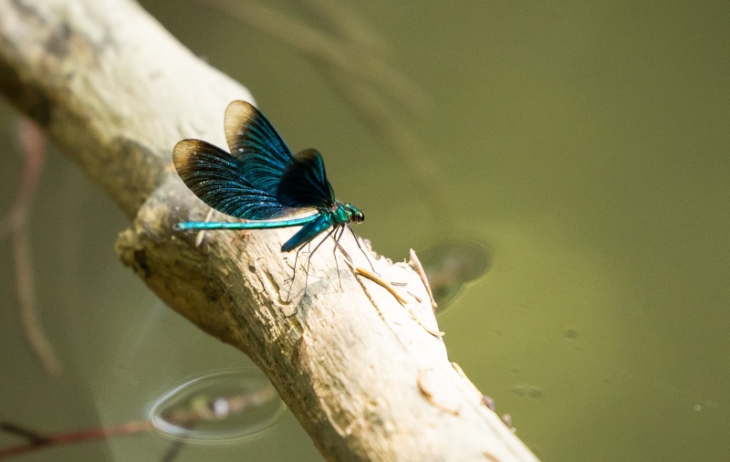 Fleur_papillon_H022