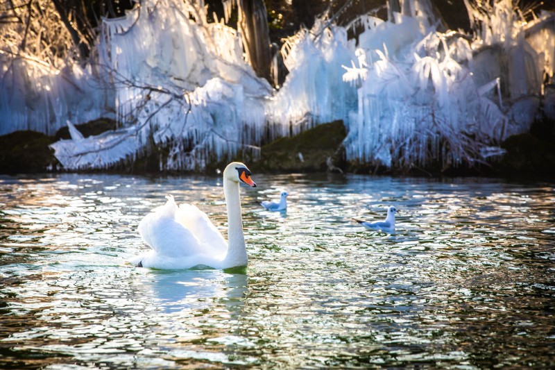 lac_gele_H005