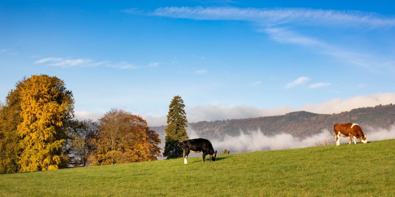 paysage_champetre_H001
