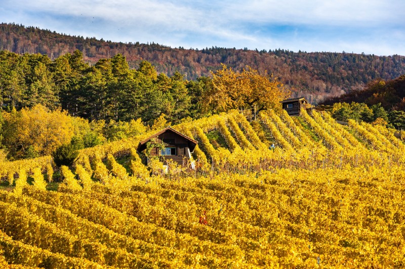 paysage_champetre_H002