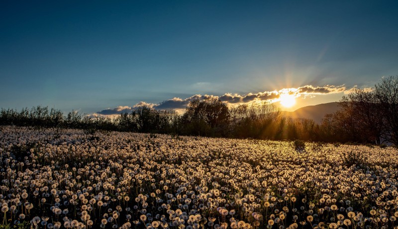 paysage_champetre_H005