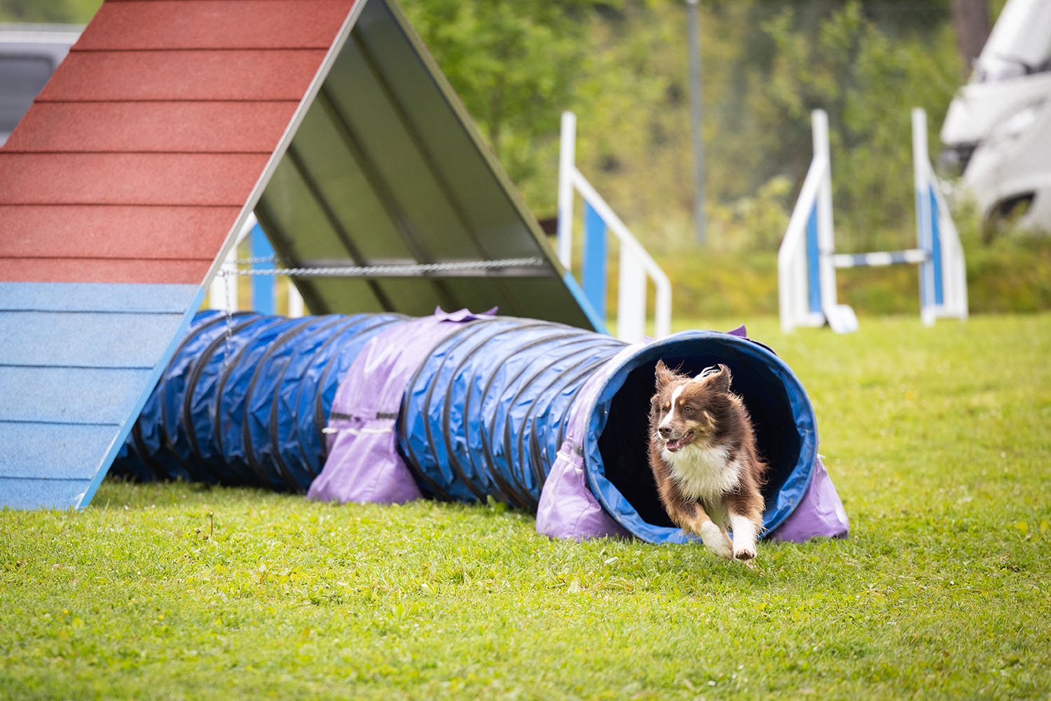 concours agility
